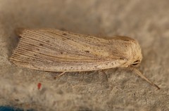 Leucania phragmitidicola