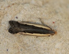 Dichomeris serrativittella