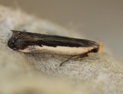 Dichomeris serrativittella