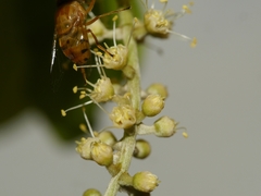 Diptera