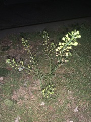 Capsella bursa-pastoris