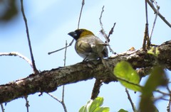 Caryothraustes poliogaster
