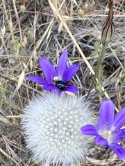 Brodiaea elegans