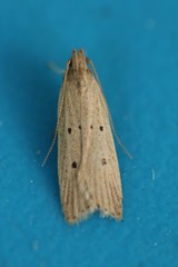 Helcystogramma melanocarpa