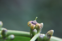 Witheringia solanacea