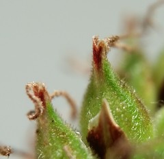 Carex vestita
