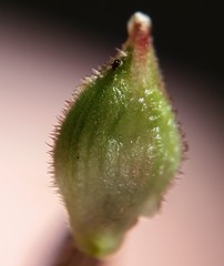 Carex vestita