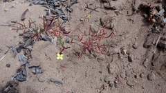 Camissonia strigulosa