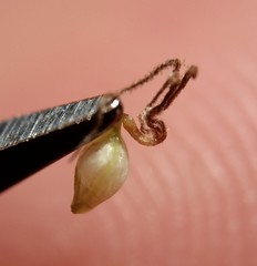 Carex vestita