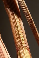 Carex vestita