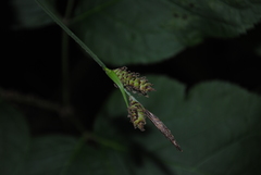 Carex vestita