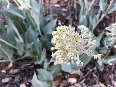 Asclepias vestita