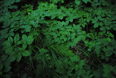 Carex vestita