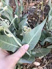 Asclepias vestita