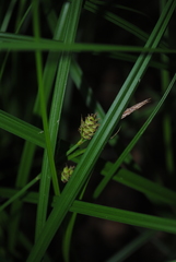 Carex vestita