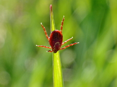 Dermacentor andersoni