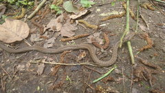 Thamnophis sumichrasti