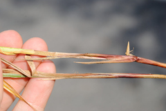 Carex vestita