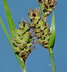 Carex vestita