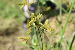 Cyperus imbricatus