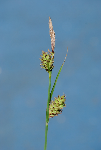 Image of Carex vestita by (c) Zihao Wang, some rights reserved (CC BY)