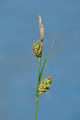Carex vestita