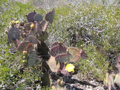 Opuntia gosseliniana