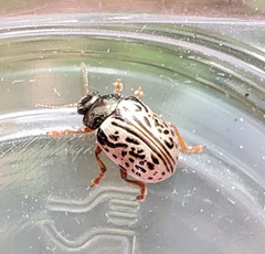 Calligrapha philadelphica