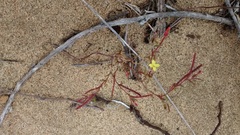 Camissonia strigulosa