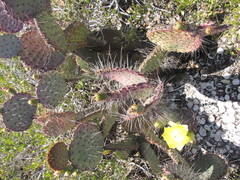 Opuntia gosseliniana