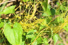 Cuscuta australis