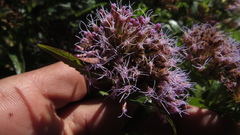 Chromolaena perglabra