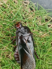 Panesthiinae
