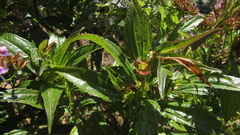 Chromolaena perglabra