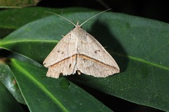 Ugia insuspecta