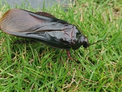 Panesthiinae