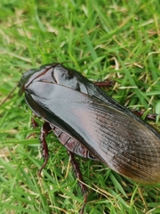 Panesthiinae