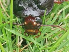 Panesthiinae