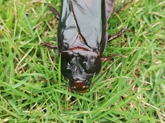 Panesthiinae
