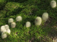 Mammillaria dixanthocentron
