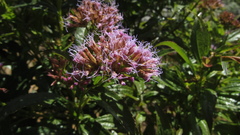 Chromolaena perglabra