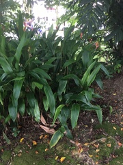 Heliconia psittacorum