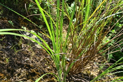 Saccharum spontaneum