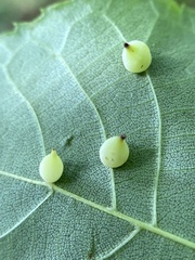 Caryomyia caryaecola