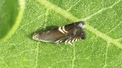 Grapholita interstinctana