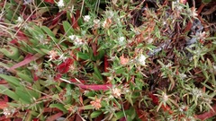 Polygonum paronychia