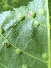 Caryomyia caryaecola