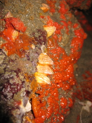 Notobalanus vestitus