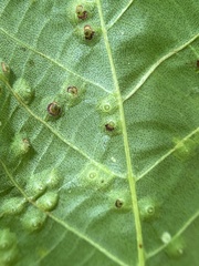 Caryomyia caryaecola