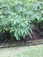 Dicranopteris linearis